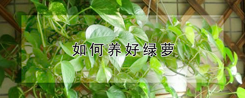 如何养好绿萝 如何养好绿萝盆栽