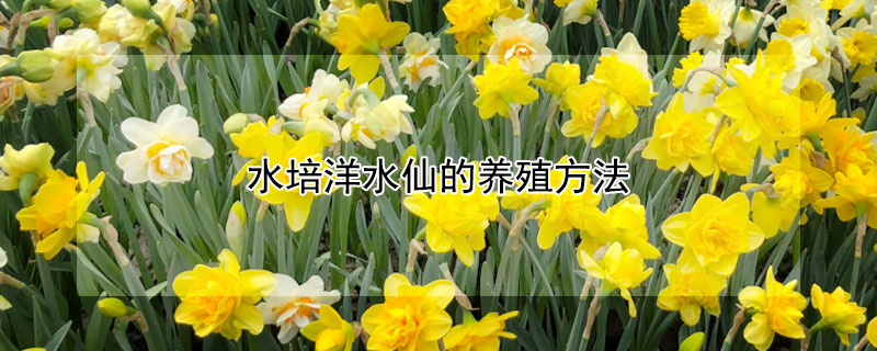 水培洋水仙的养殖方法 水培洋水仙的养殖方法图解