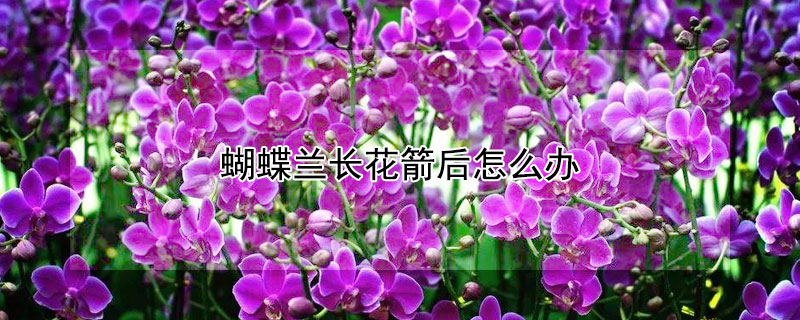 蝴蝶兰长花箭后怎么办 蝴蝶兰长花箭后怎么办视频