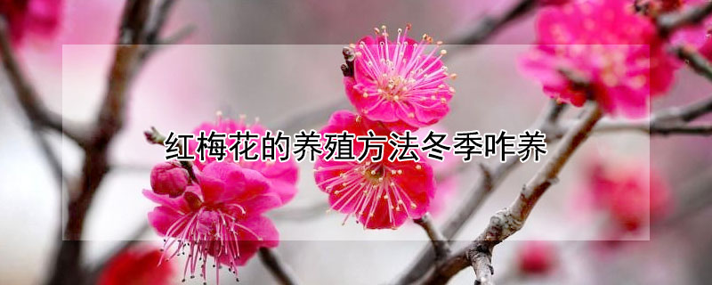 红梅花的养殖方法冬季咋养（红梅花的养殖方法冬季咋养呢）