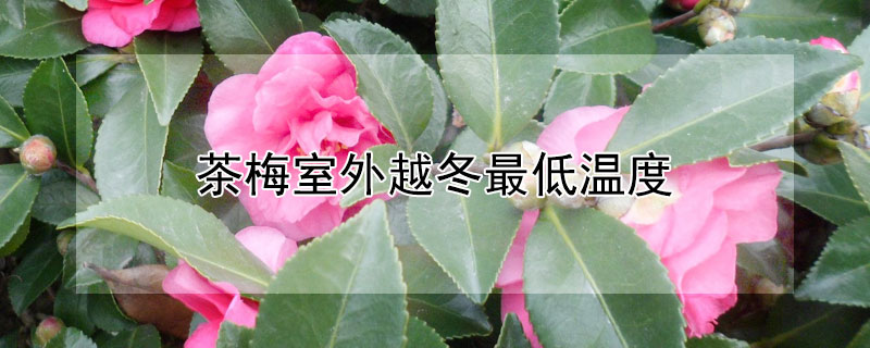茶梅室外越冬最低温度（茶梅室外越冬最低温度是多少度）