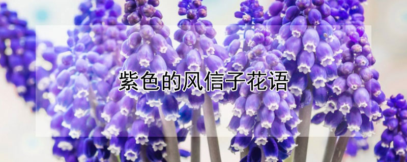 紫色的风信子花语（紫色的风信子花语是什么花）