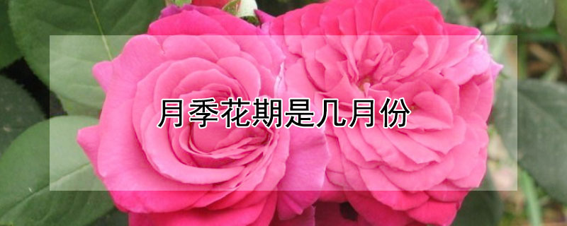 月季花期是几月份（月季的花期在什么时候）