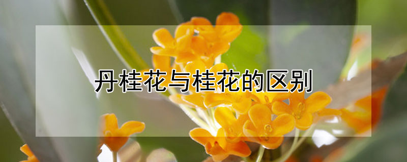 丹桂花与桂花的区别（丹桂和桂花是一种树吗）