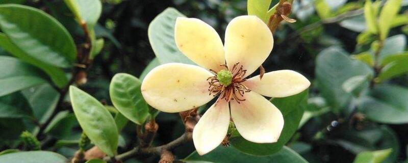 含笑花花语（含笑花花语和寓意）