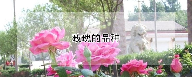 玫瑰的品种 玫瑰的品种有多少