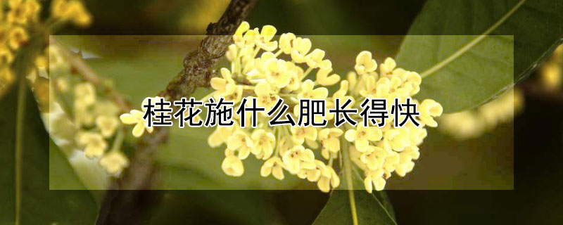 桂花施什么肥长得快 桂花施什么肥长得快些