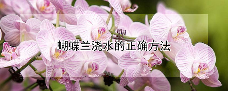 蝴蝶兰浇水的正确方法 蝴蝶兰浇水的正确方法从花卉市场买回来的