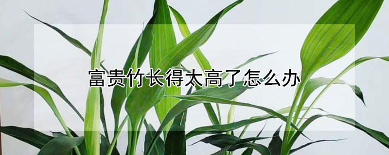 富贵竹长得太高了怎么办 富贵竹长的太高了怎么办
