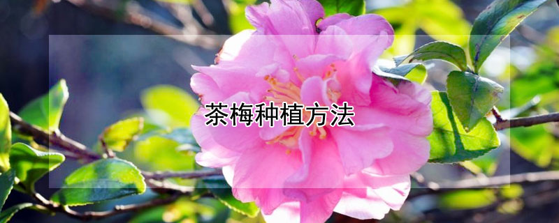 茶梅种植方法 茶梅种植方法及养护