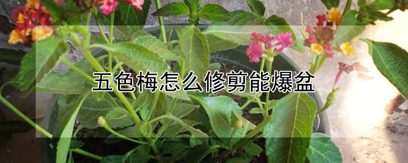 五色梅怎么修剪能爆盆（五色梅的修剪方法跟注意事项）