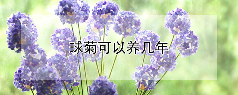 球菊可以养几年 球菊是一年生还是多年生