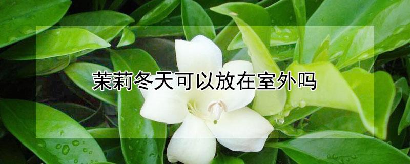茉莉冬天可以放在室外吗 茉莉冬天可以放在室外吗