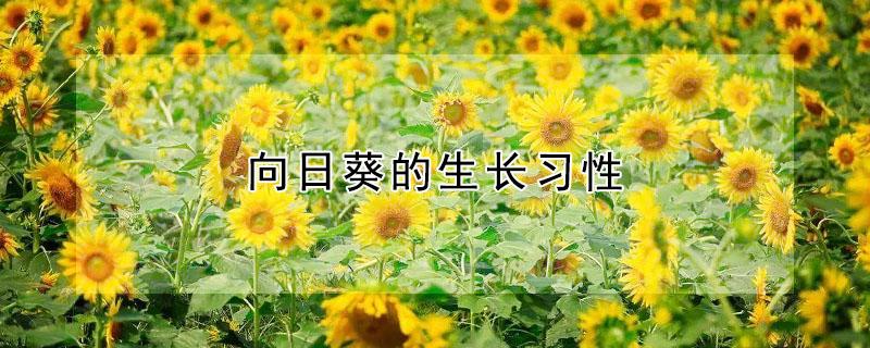 向日葵的生长习性（向日葵的生长环境和生长特点）