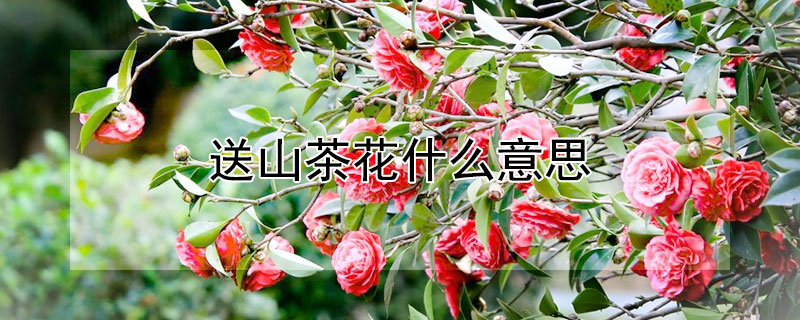 送山茶花什么意思（情人节送山茶花表示）