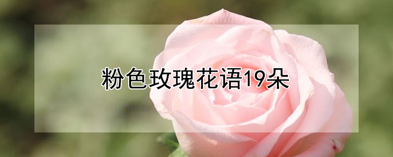 粉色玫瑰花语19朵 19朵玫瑰适合送什么人