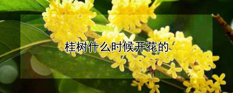 桂树什么时候开花的 桂树什么时候开花的图片