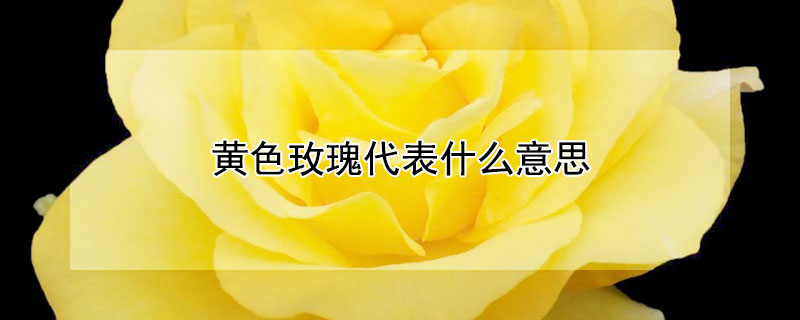 黄色玫瑰代表什么意思（黄色玫瑰代表什么意思?）