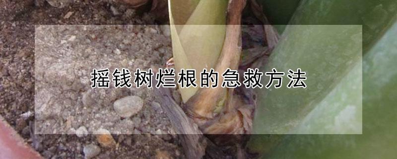 摇钱树烂根的急救方法 摇钱树烂根怎么补救