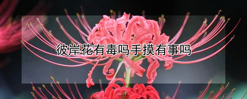 彼岸花有毒吗手摸有事吗（彼岸花有毒吗手摸有事吗会中毒吗）