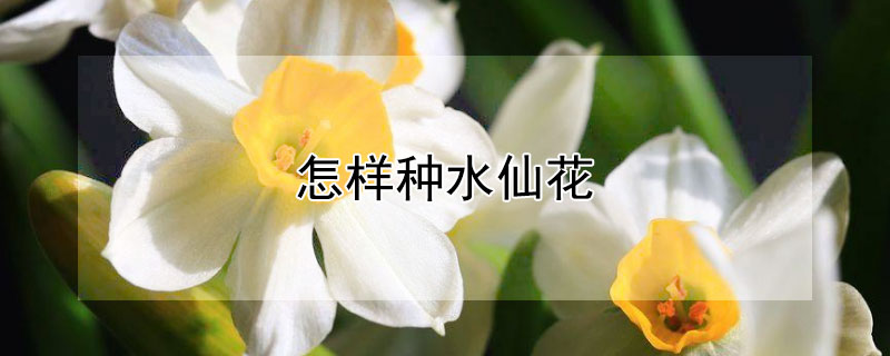 怎样种水仙花 怎样种水仙花球