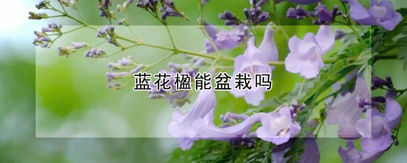 蓝花楹能盆栽吗（蓝花楹能盆栽吗怎么养）