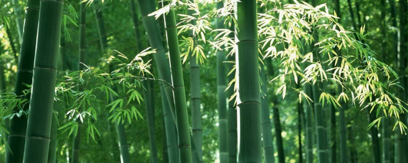 竹节的寓意和象征 黄金竹节的寓意和象征