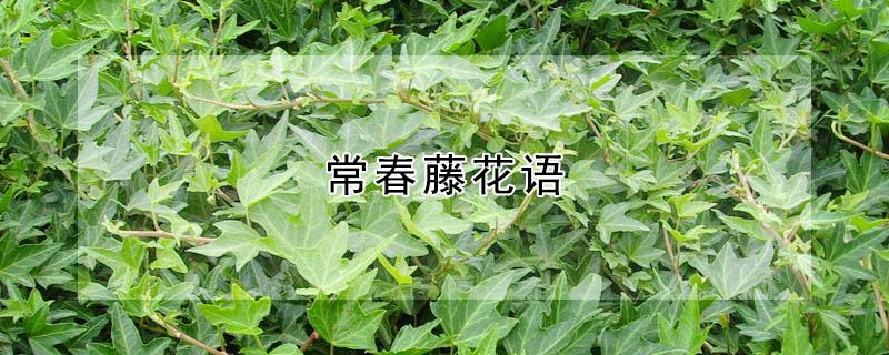 常春藤花语 常春藤的寓意和象征风水
