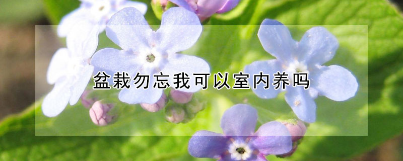 盆栽勿忘我可以室内养吗 勿忘我盆栽一盆种几颗