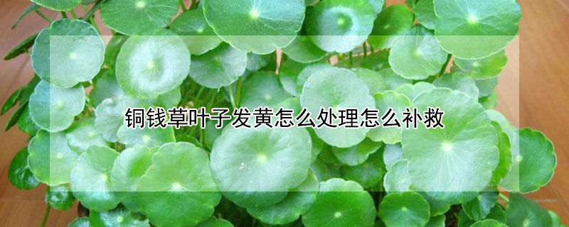 铜钱草叶子发黄怎么处理怎么补救 铜钱草风水大忌