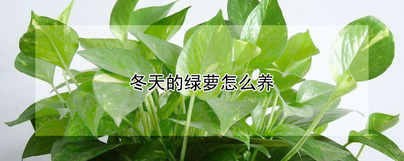 冬天的绿萝怎么养（冬天的绿萝怎么养才能越养越旺）