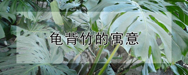 龟背竹的寓意 龟背竹的寓意和象征风水