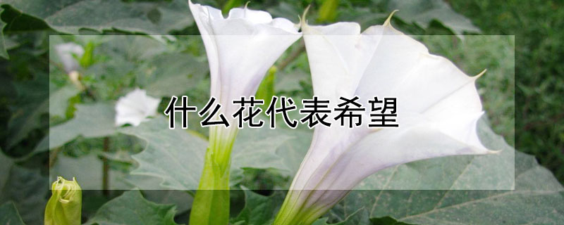 什么花代表希望（什么花代表希望和生命）