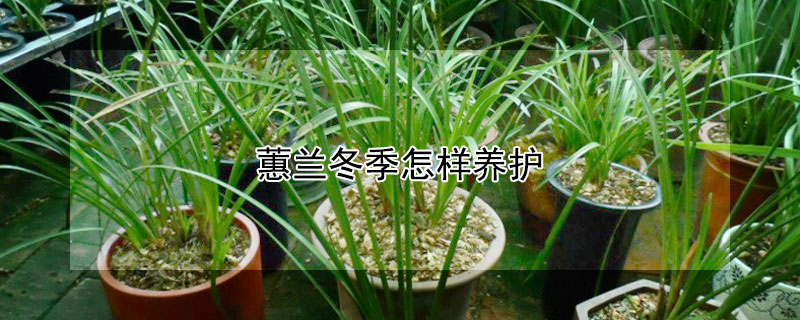 蕙兰冬季怎样养护 蕙兰冬季怎样养护好