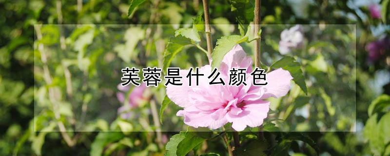 芙蓉是什么颜色（芙蓉是什么颜色的花图片）