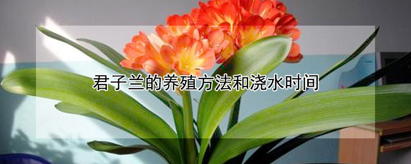 君子兰的养殖方法和浇水时间（君子兰最好肥料）