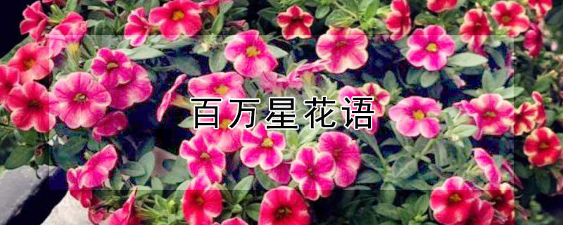 百万星花语 百万星是什么花