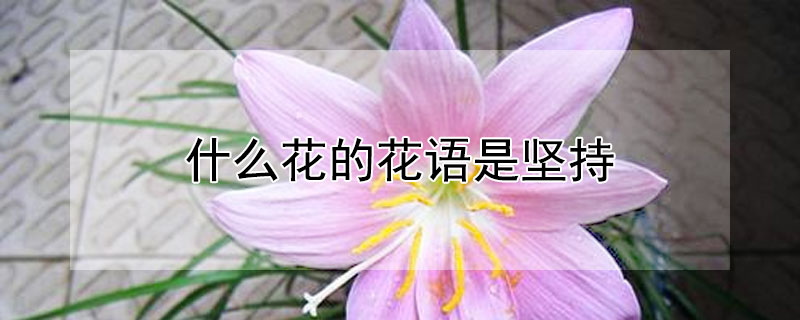 什么花的花语是坚持（什么花的花语是坚持不懈）