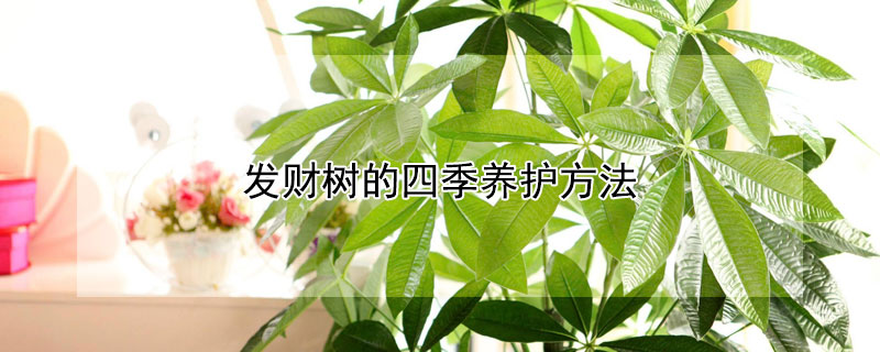 发财树的四季养护方法（发财树的四季养护方法图片）