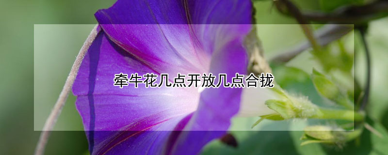 牵牛花几点开放几点合拢（牵牛花几点开放几点合拢?）