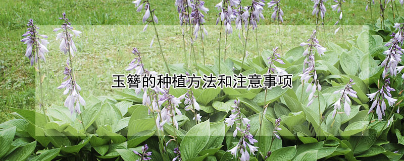 玉簪的种植方法和注意事项 玉簪的种植方法和注意事项视频