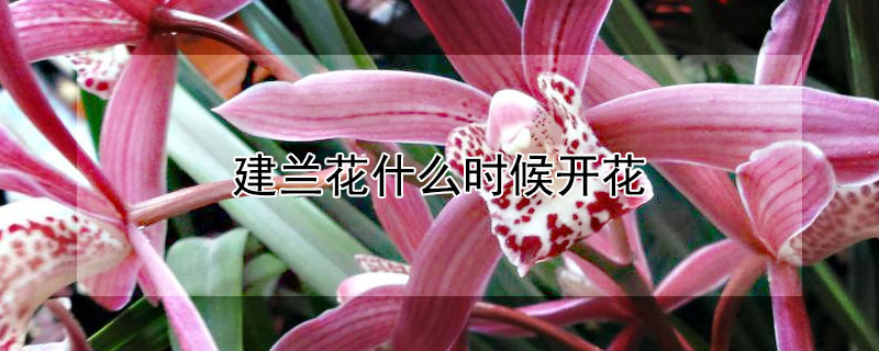 建兰花什么时候开花（建兰花什么时候开花啊）