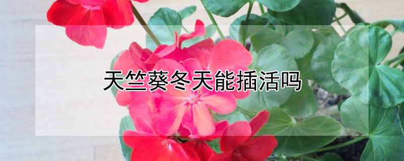 天竺葵冬天能插活吗 天竺葵冬季能插枝吗