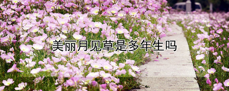美丽月见草是多年生吗（美丽月见草花期多长时间）