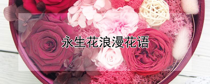 永生花浪漫花语（永生花话语）