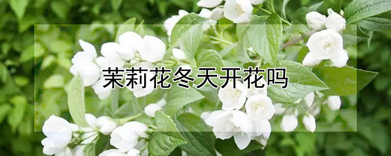 茉莉花冬天开花吗 茉莉花冬天开花吗怎么养护