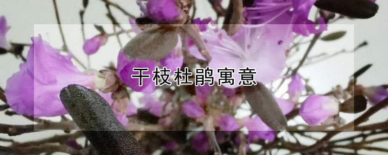干枝杜鹃寓意 干枝杜鹃是什么