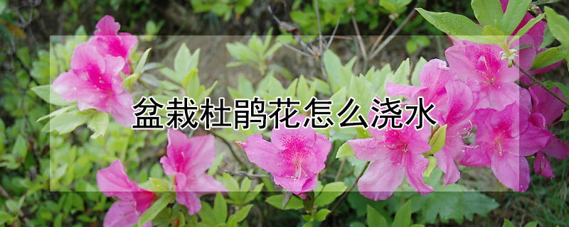 盆栽杜鹃花怎么浇水 盆栽杜鹃花怎么浇水视频
