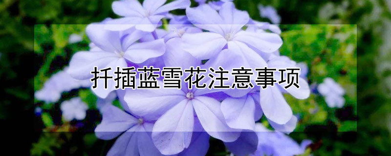 扦插蓝雪花注意事项（扦插蓝雪花用什么介质好?）