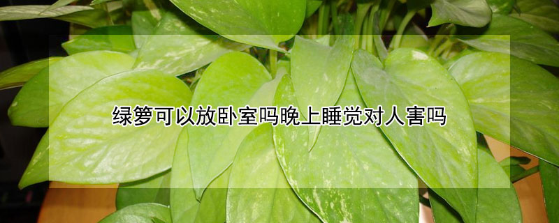绿箩可以放卧室吗晚上睡觉对人害吗 绿萝养得好说明屋子里有鬼吗